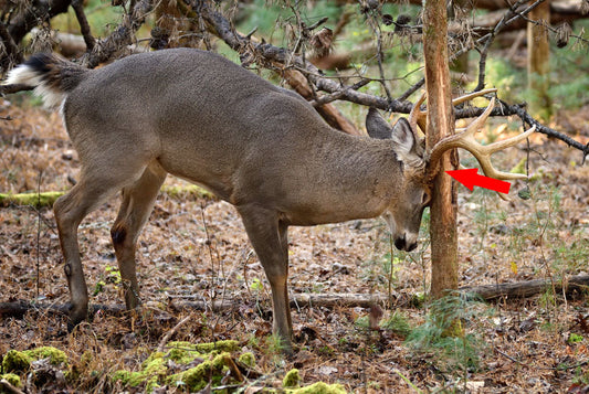 Mock-Scrape Mastery: How to Use Deer Lures & Scents Like a Pro (From Bucks to Estrus — Every Season Covered)