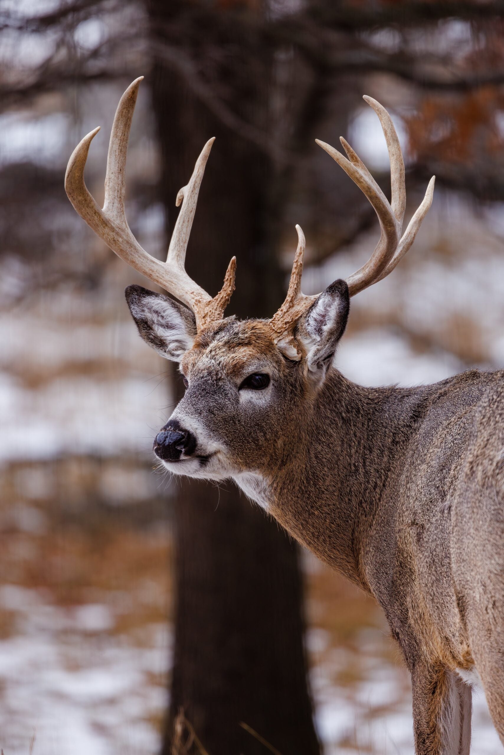 Scrape Juice deer lure in action with wild buck, featuring natural tarsal glands - A buck drawn to a bottle of Scrape Juice, showcasing its irresistible attraction for successful hunting. This all-natural deer lure, made with tarsal glands, proves to be the top choice for hunters aiming for the best results.