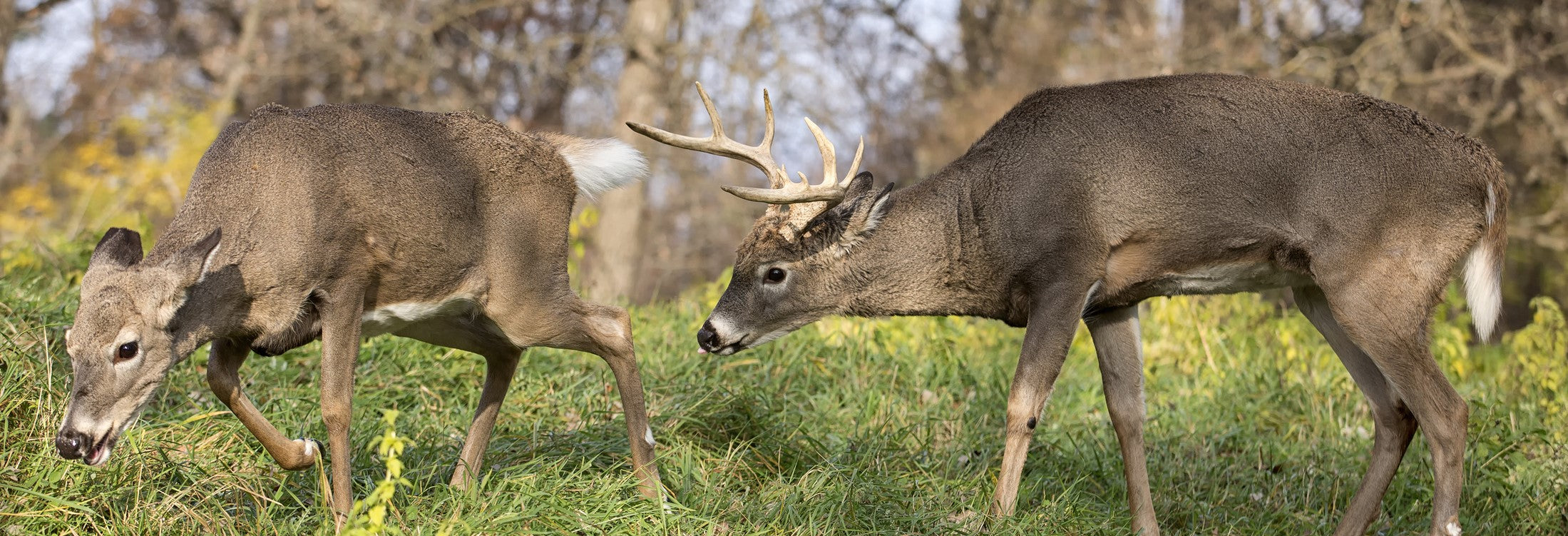 Deer irresistibly drawn to Scrape Juice, the best all-natural deer lure using tarsal glands - A wild deer captivated by the scent of Scrape Juice, proving its effectiveness as a top deer attractant. This all-natural deer lure, made with tarsal glands, ensures successful hunts by drawing deer effectively.